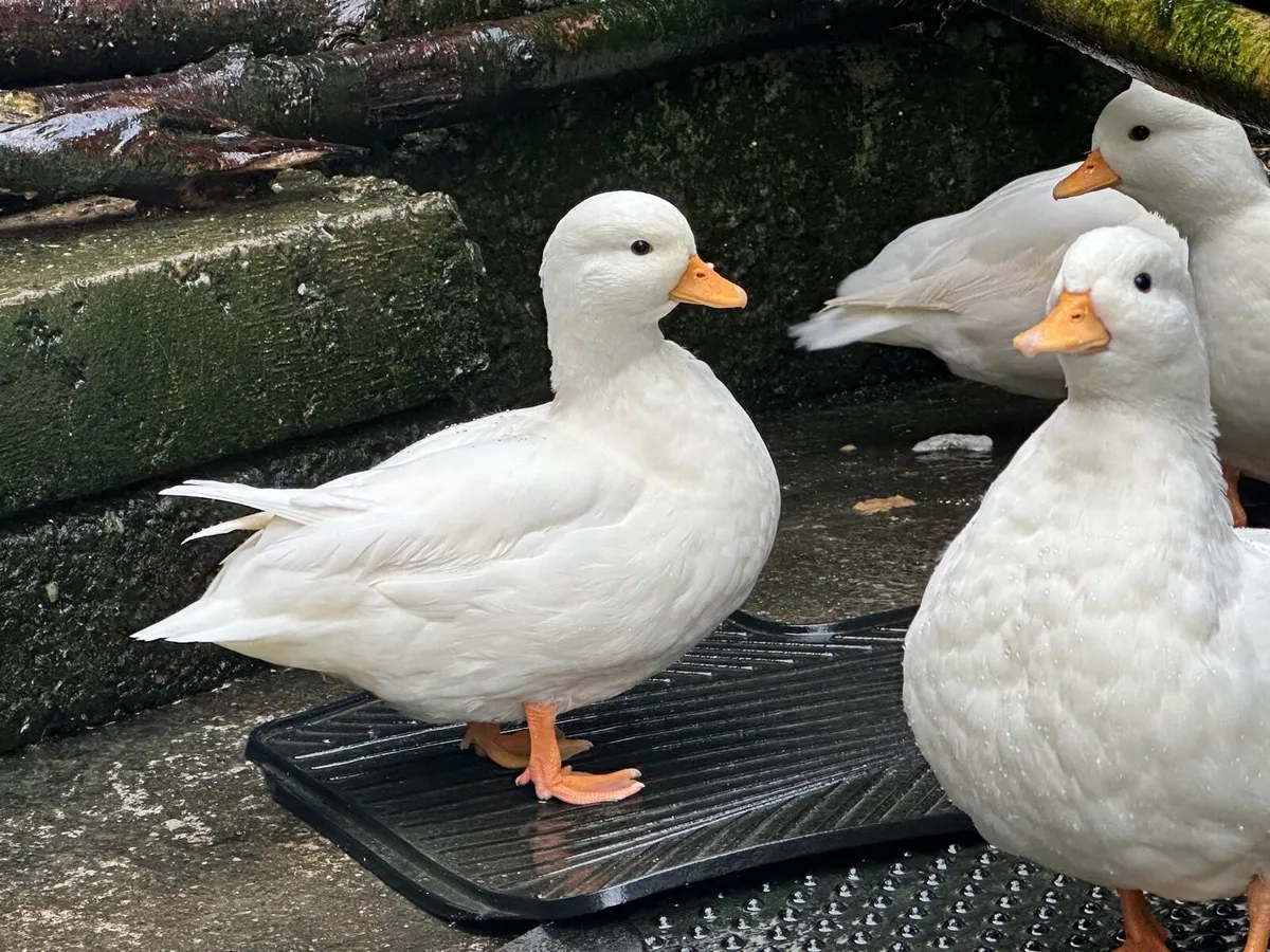 Call Ducks - Image 4