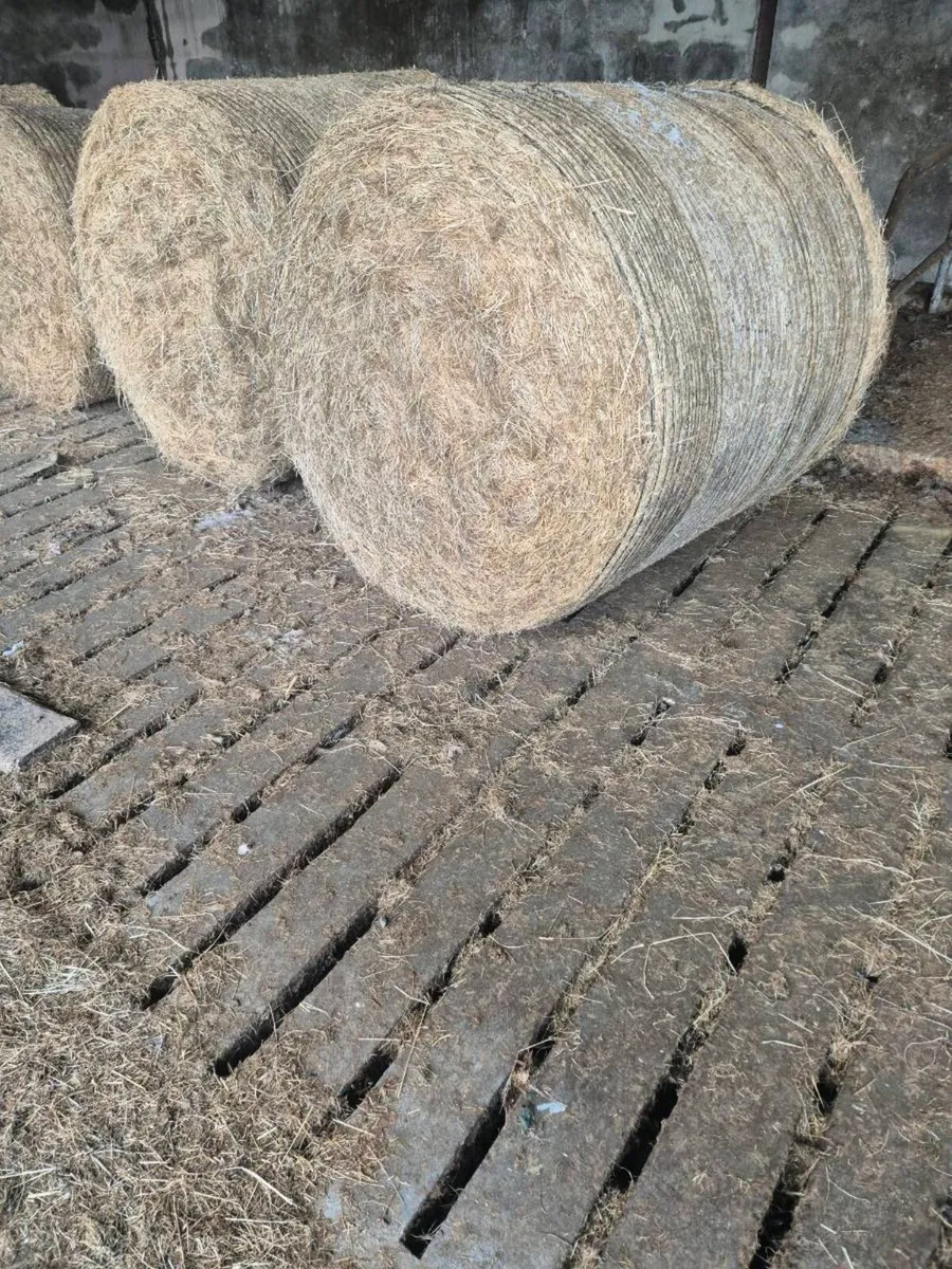 Hay bales - Image 1