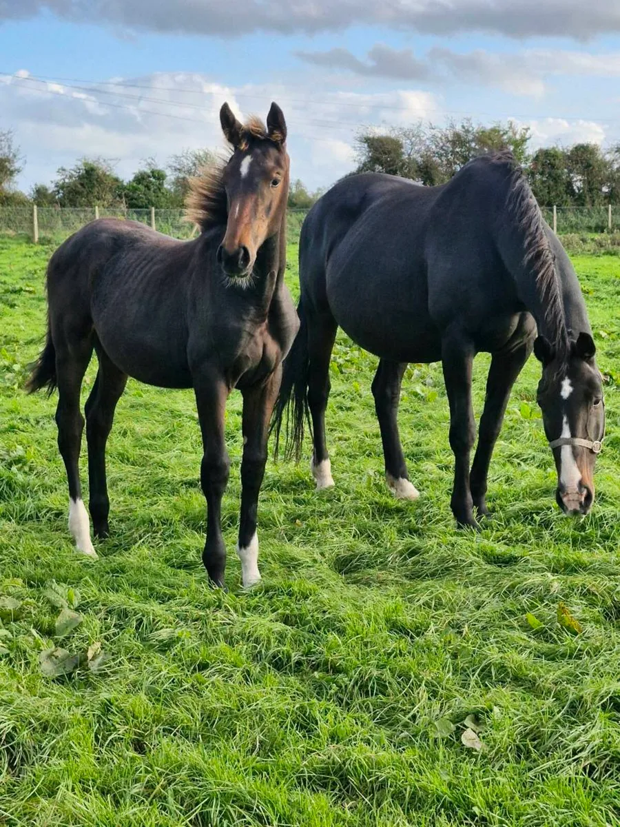 Mare and Foal - Image 1
