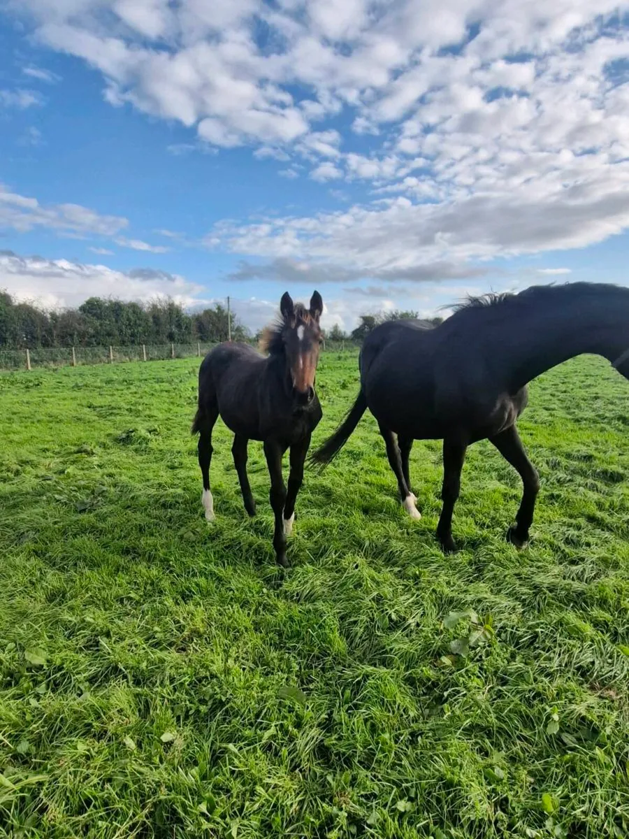 Mare and Foal - Image 2
