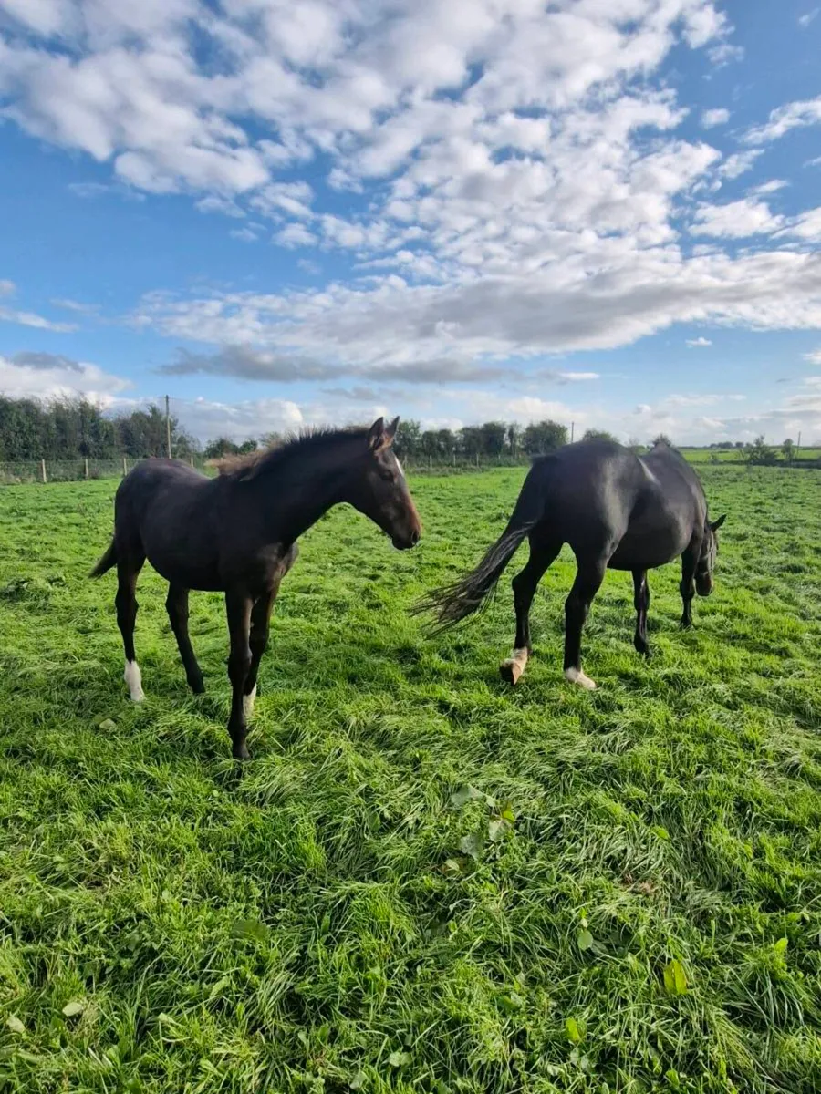 Mare and Foal - Image 3
