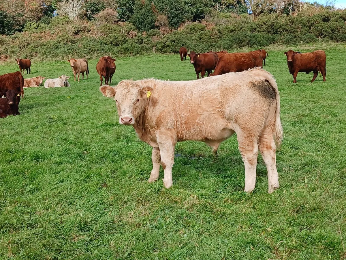 Organic Charolais Weanling Bullocks - Image 1