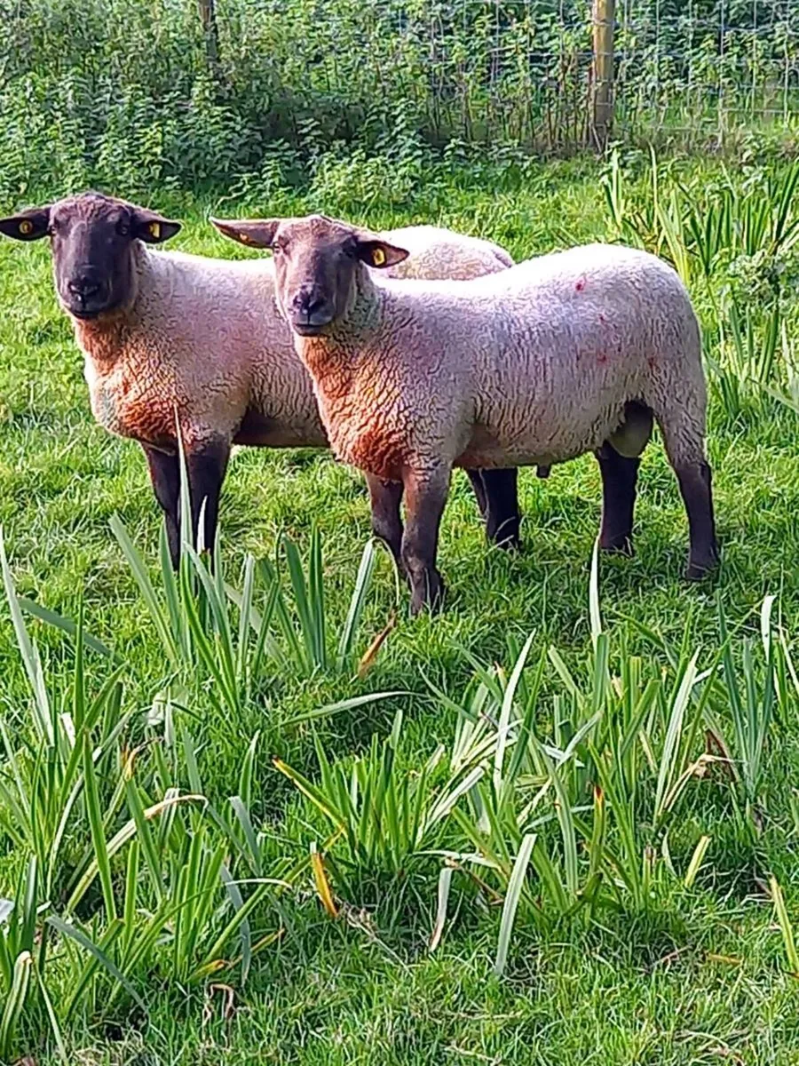 Hogget Rams - Image 1