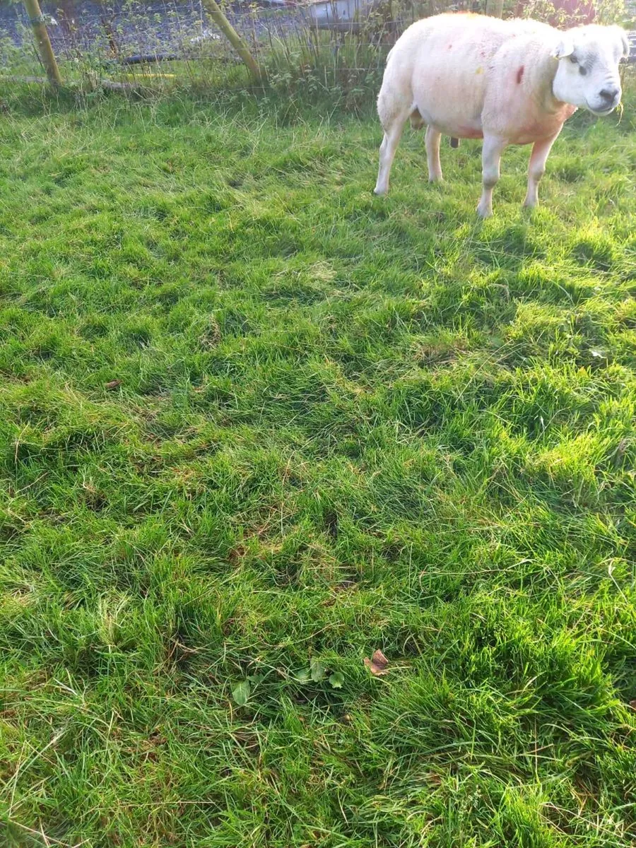 Hogget Rams - Image 2