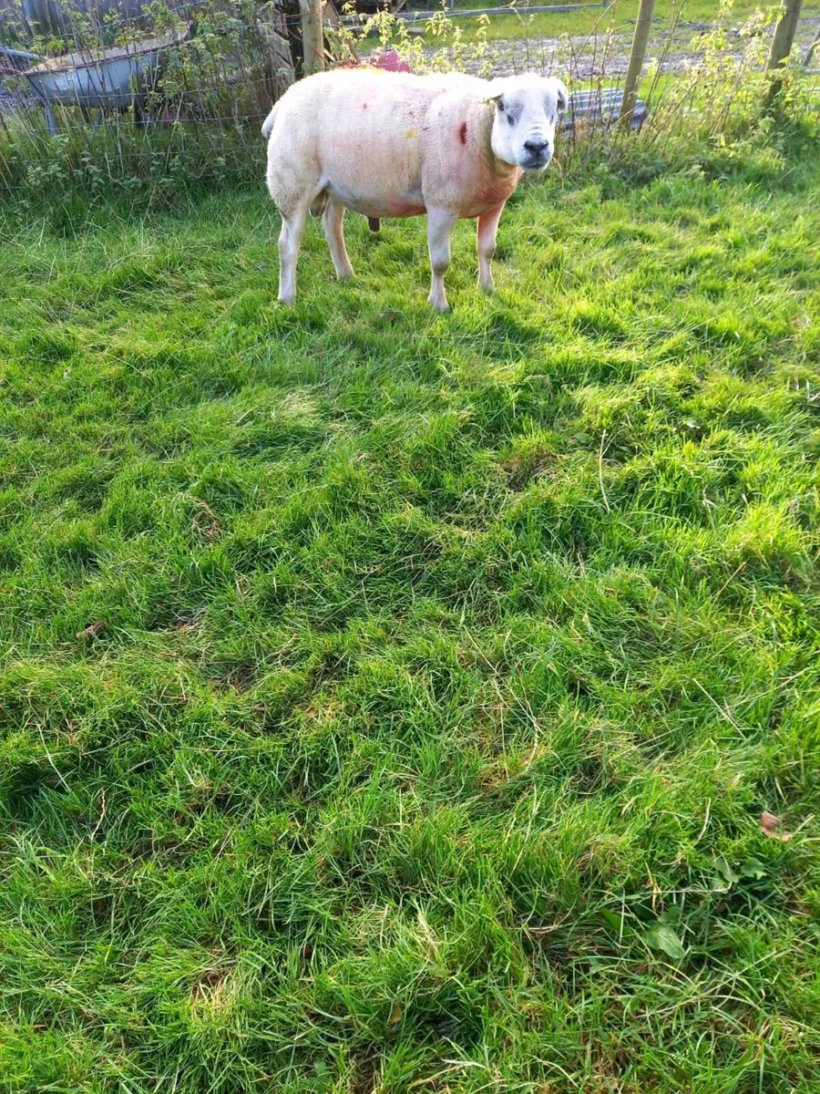 Hogget Rams - Image 3