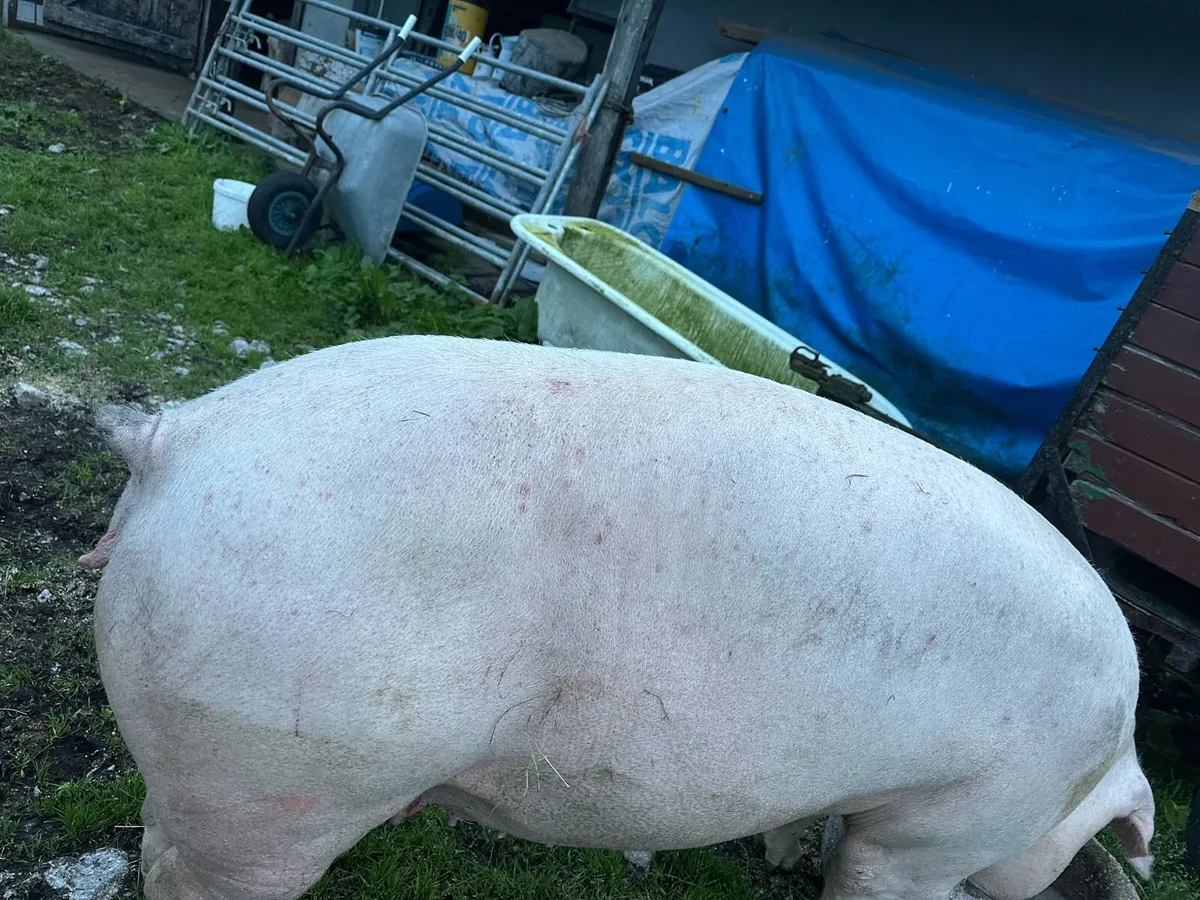 Landrace in pig sow - Image 3