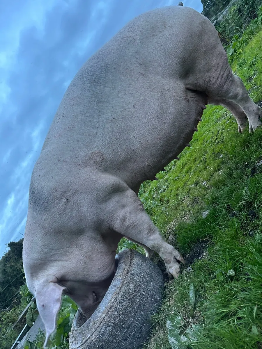Landrace in pig sow - Image 4