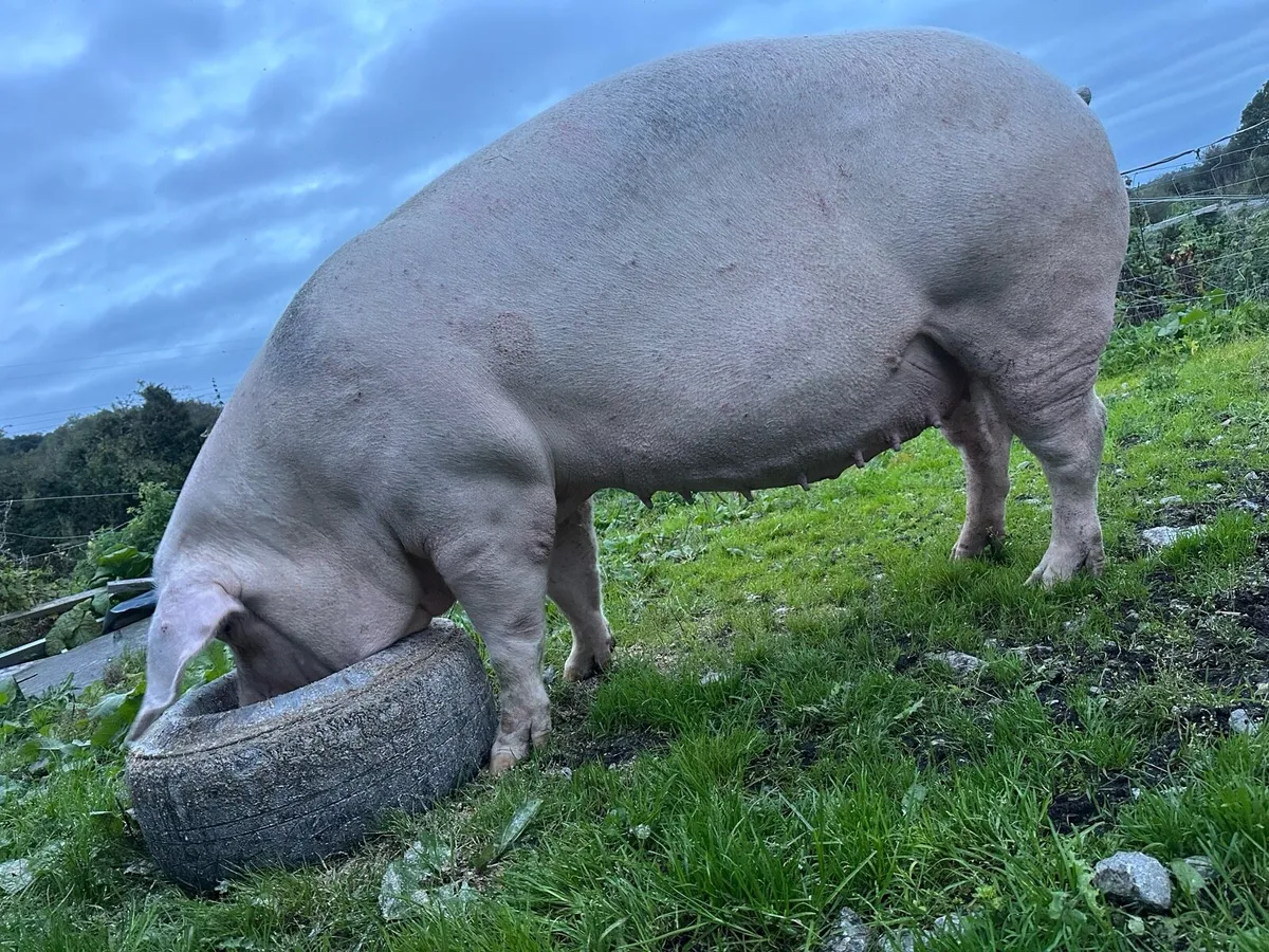Landrace in pig sow - Image 2