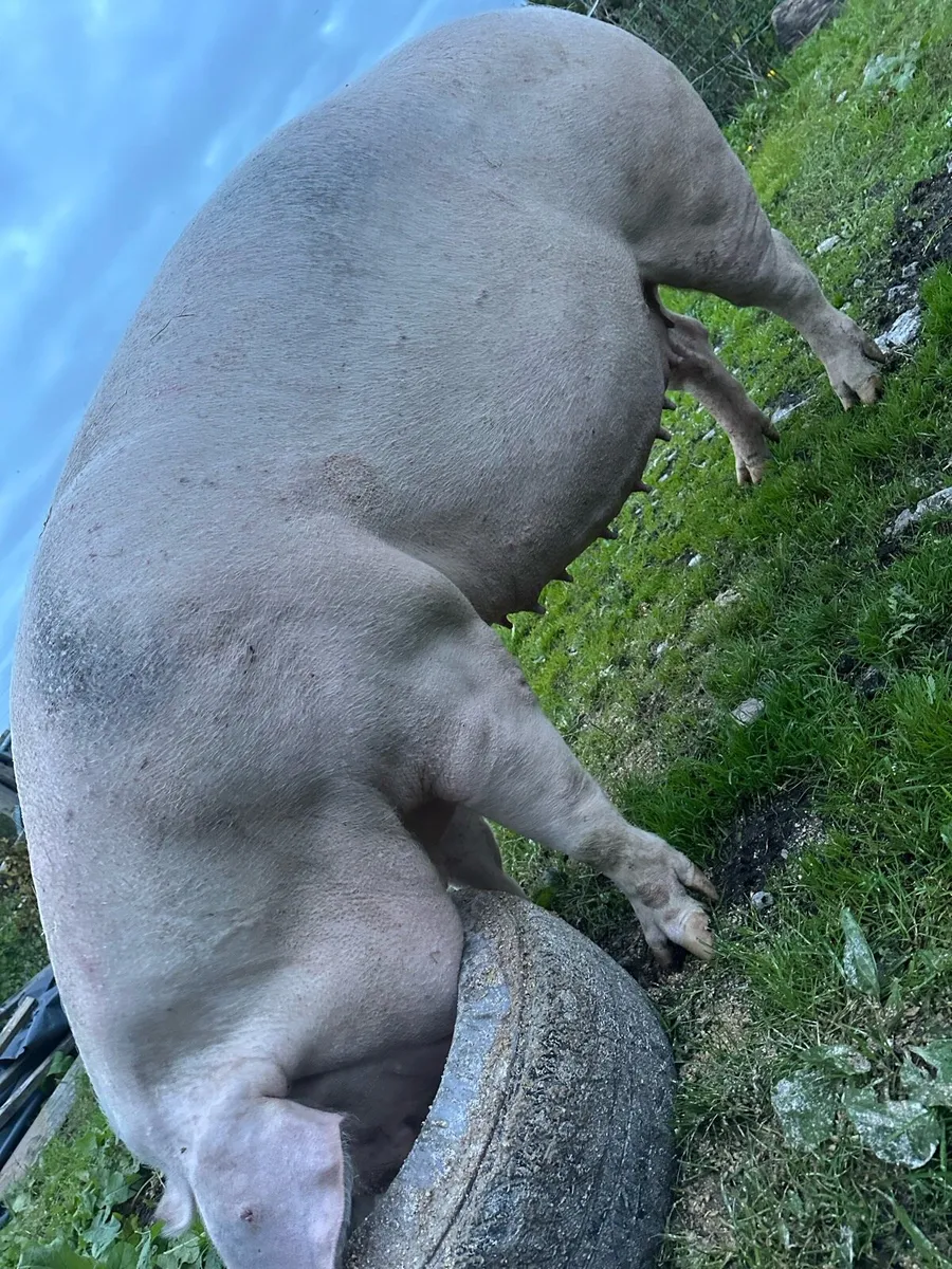 Landrace in pig sow - Image 1