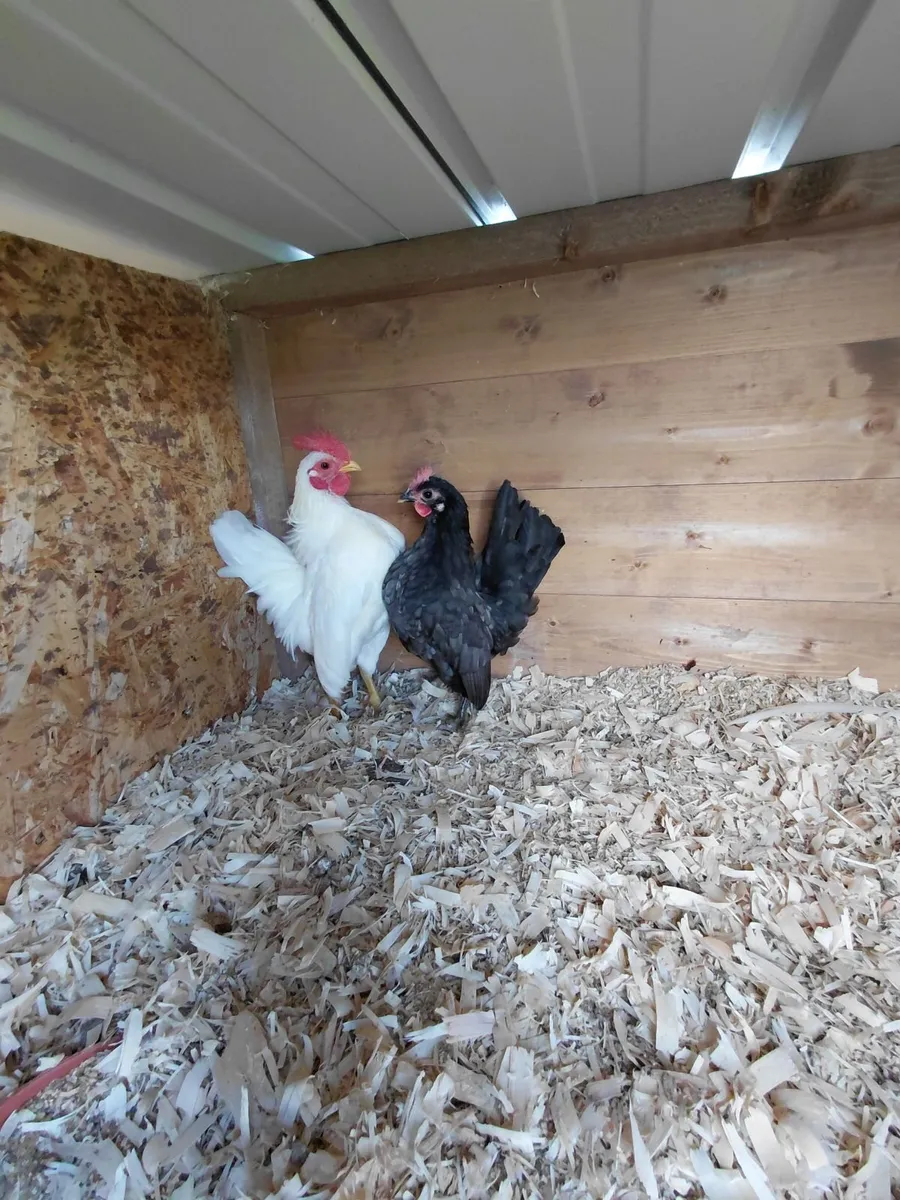 Super quality birds - Image 1