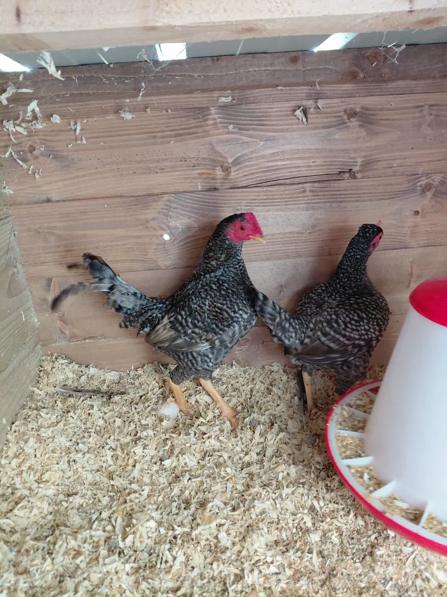 Super quality birds - Image 4