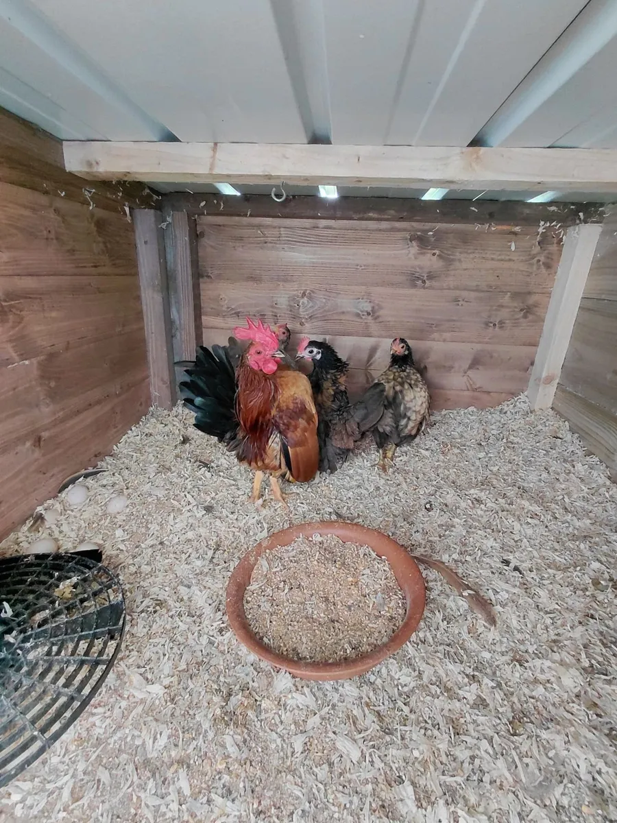 Super quality birds - Image 2