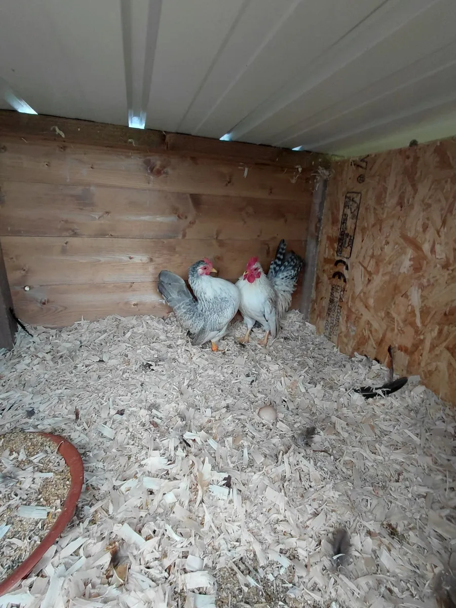 Super quality birds - Image 3