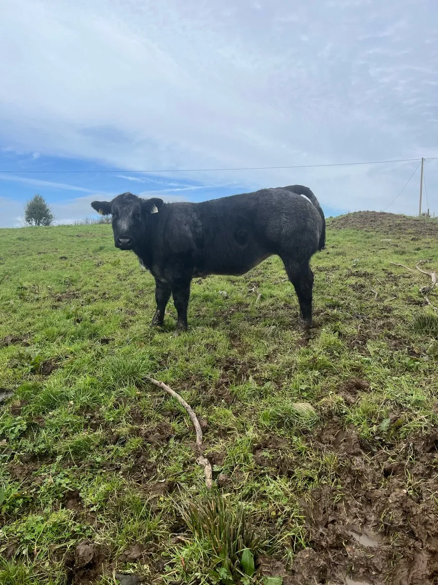 🌟BBX Heifer for sale🌟 - Image 1