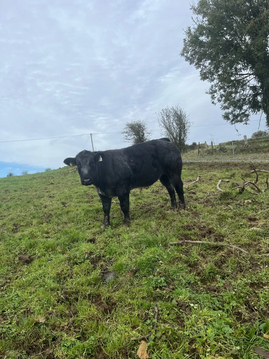 🌟BBX Heifer for sale🌟 - Image 2