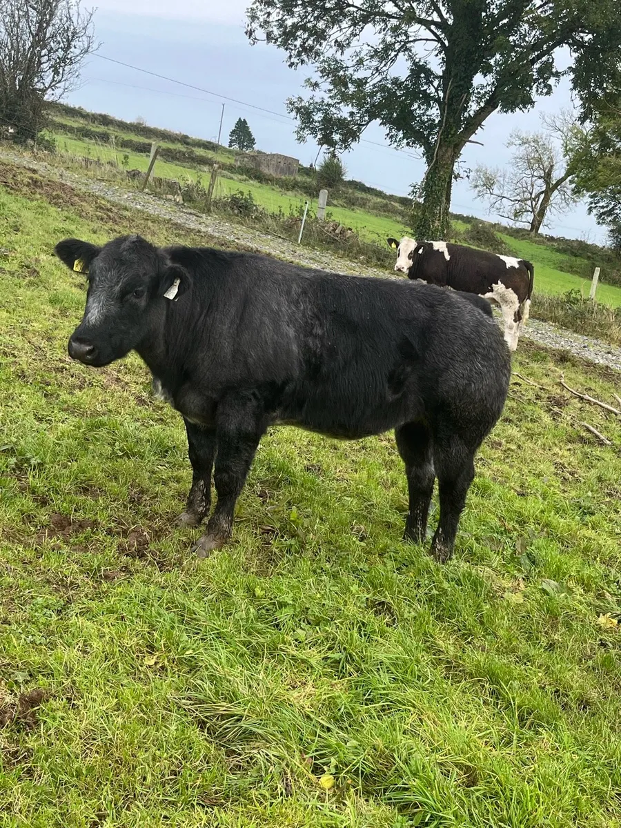 🌟BBX Heifer for sale🌟 - Image 3