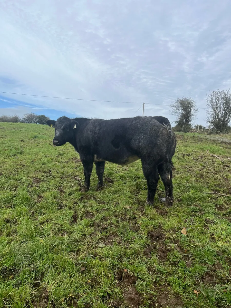 🌟BBX Heifer for sale🌟 - Image 4