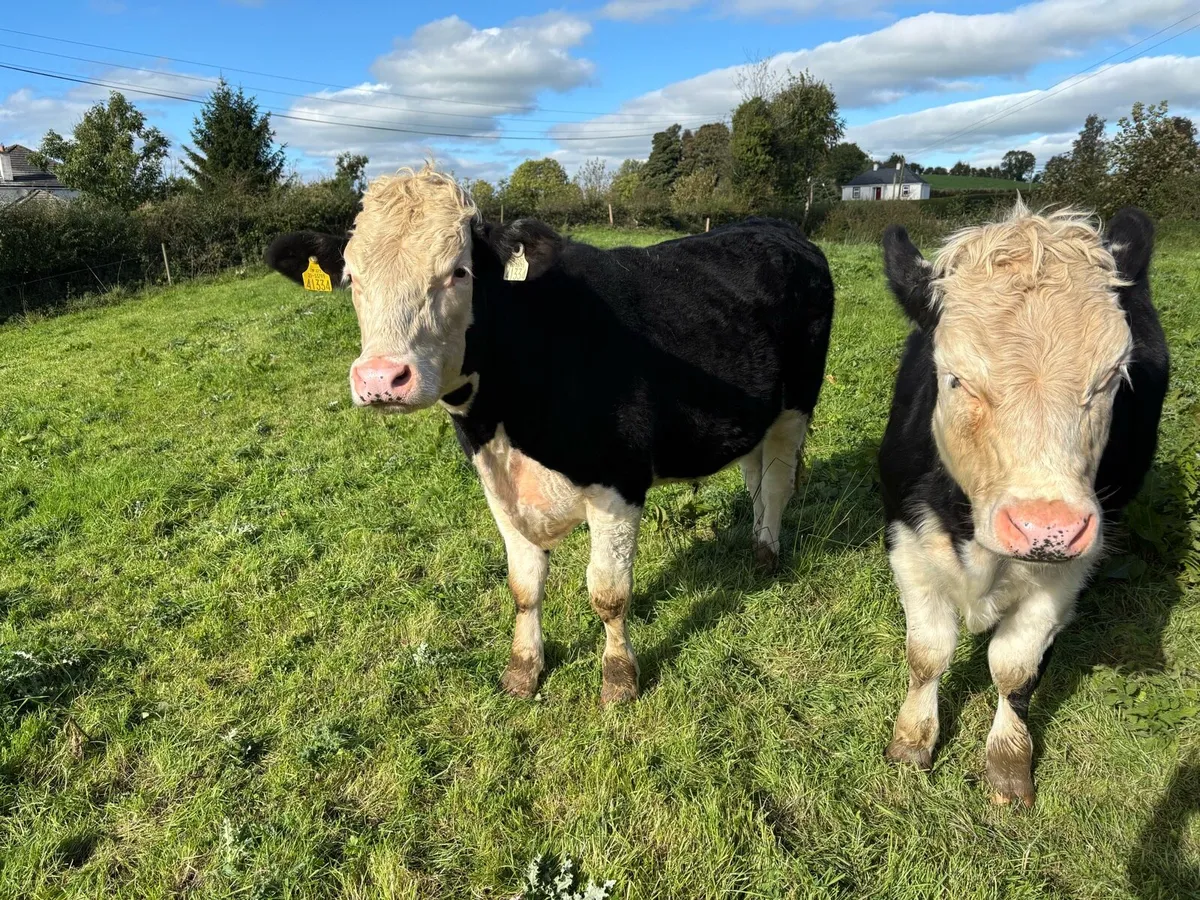 9 Hereford, 1 Aubrac Bullocks - Image 1