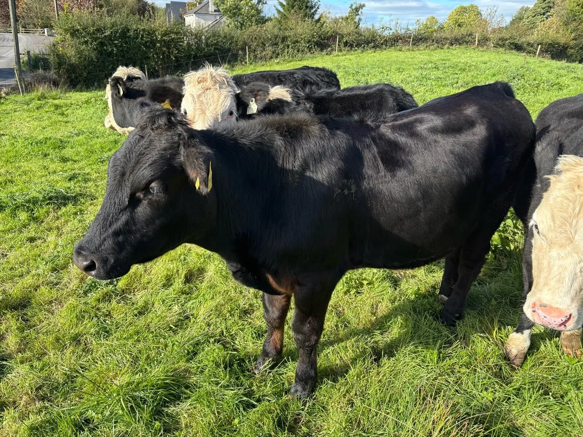 9 Hereford, 1 Aubrac Bullocks - Image 2