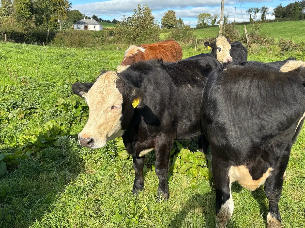 9 Hereford, 1 Aubrac Bullocks - Image 3