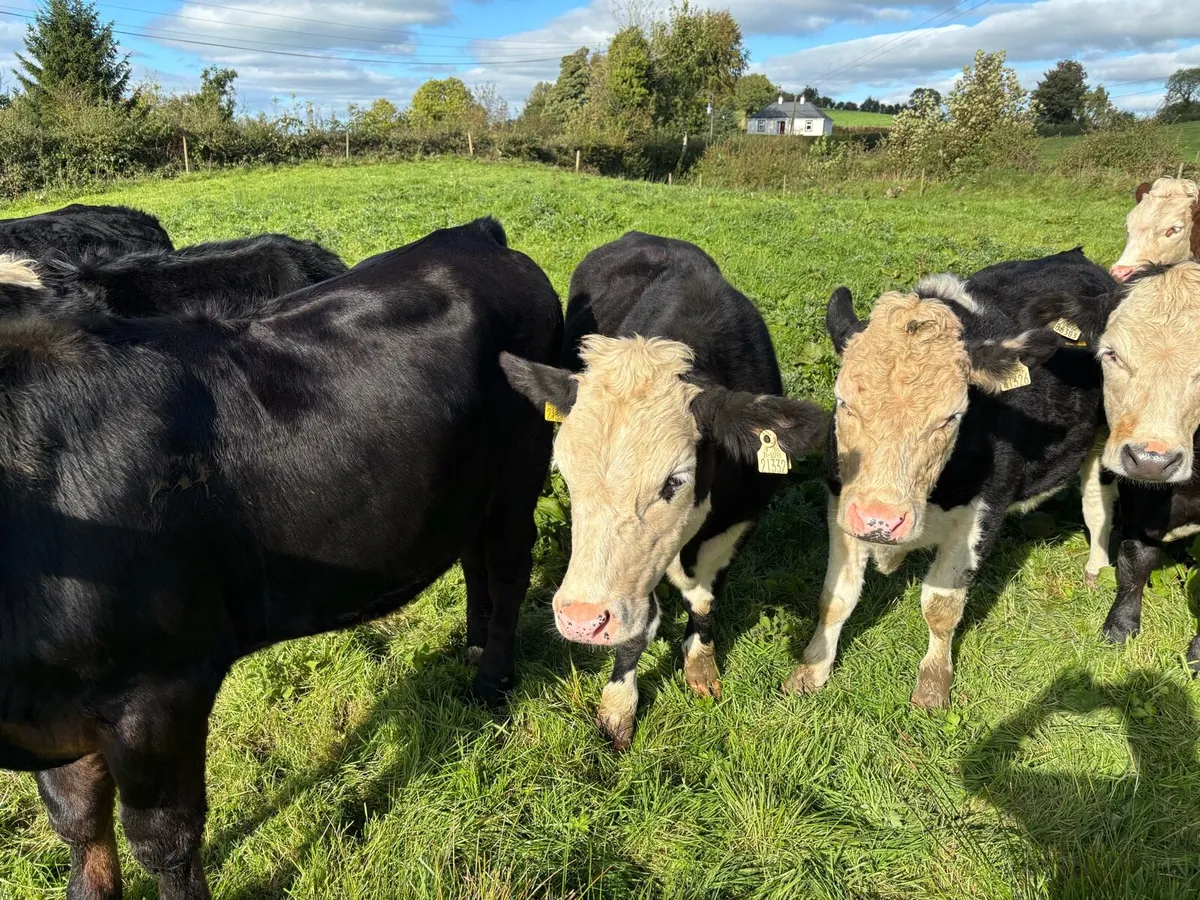 9 Hereford, 1 Aubrac Bullocks - Image 4