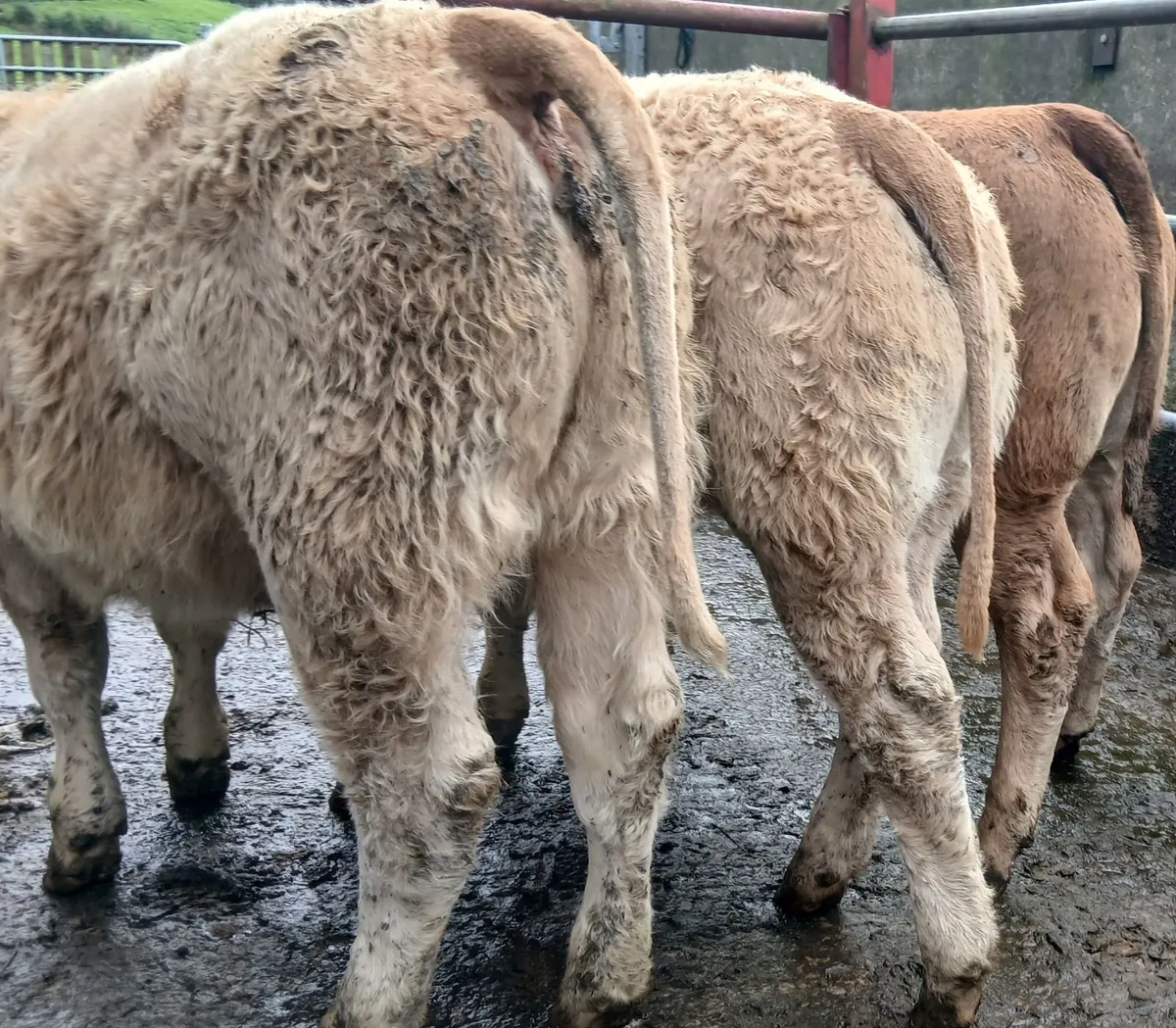 8 U grade weanling-heifers - Image 2
