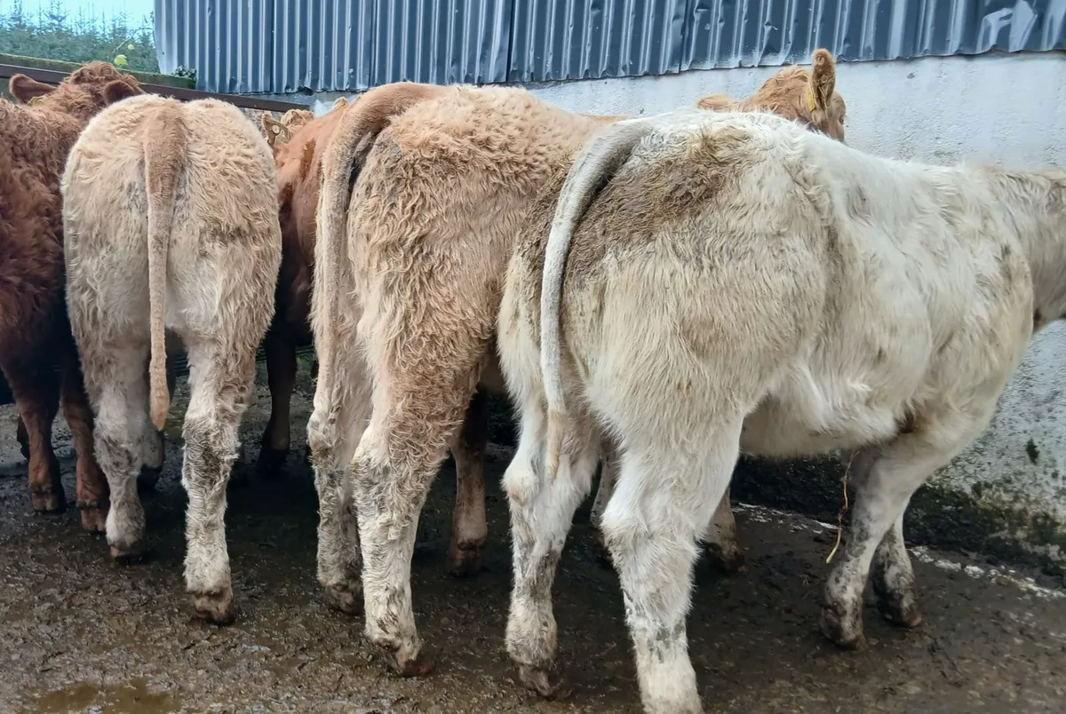 8 U grade weanling-heifers - Image 4