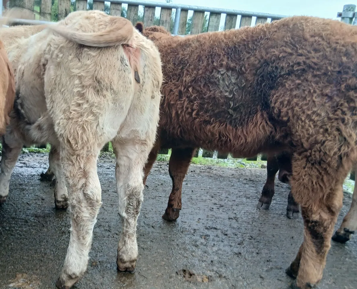 8 U grade weanling-heifers - Image 3
