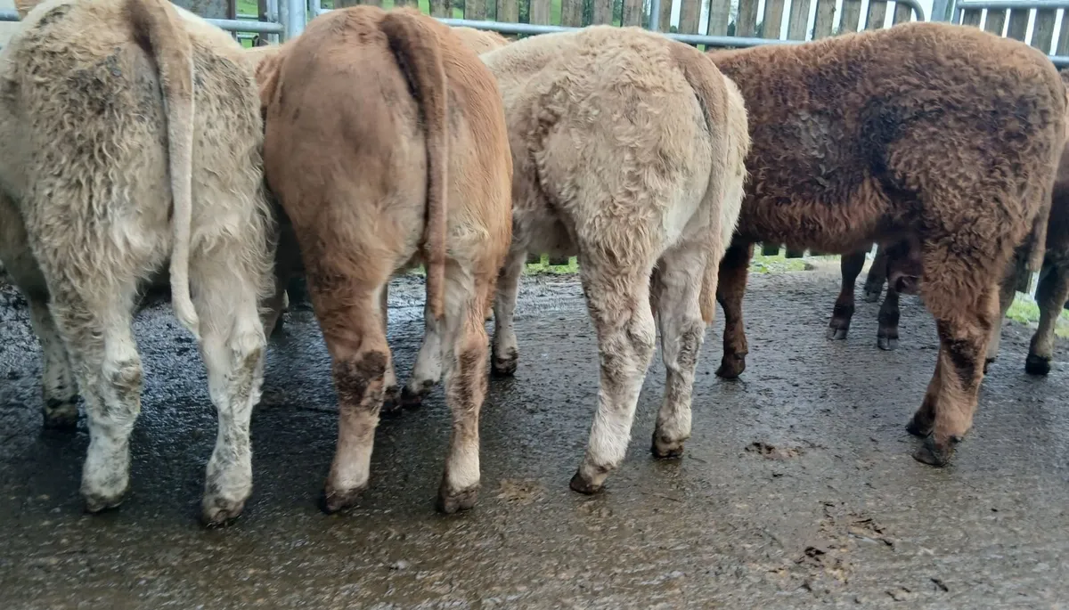 10 U grade weanling-heifers - Image 2