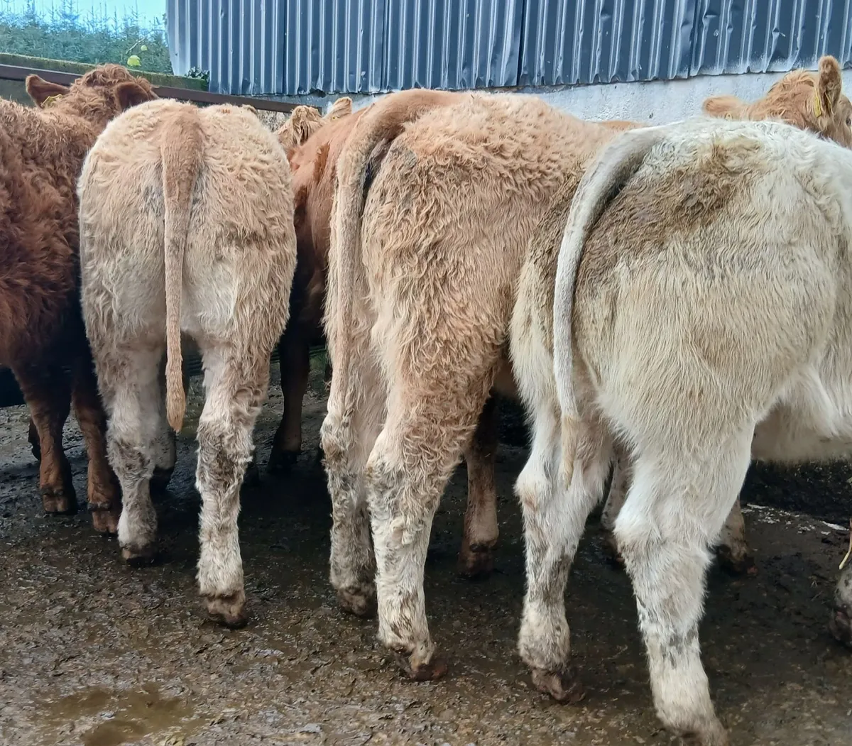 8 U grade weanling-heifers - Image 1