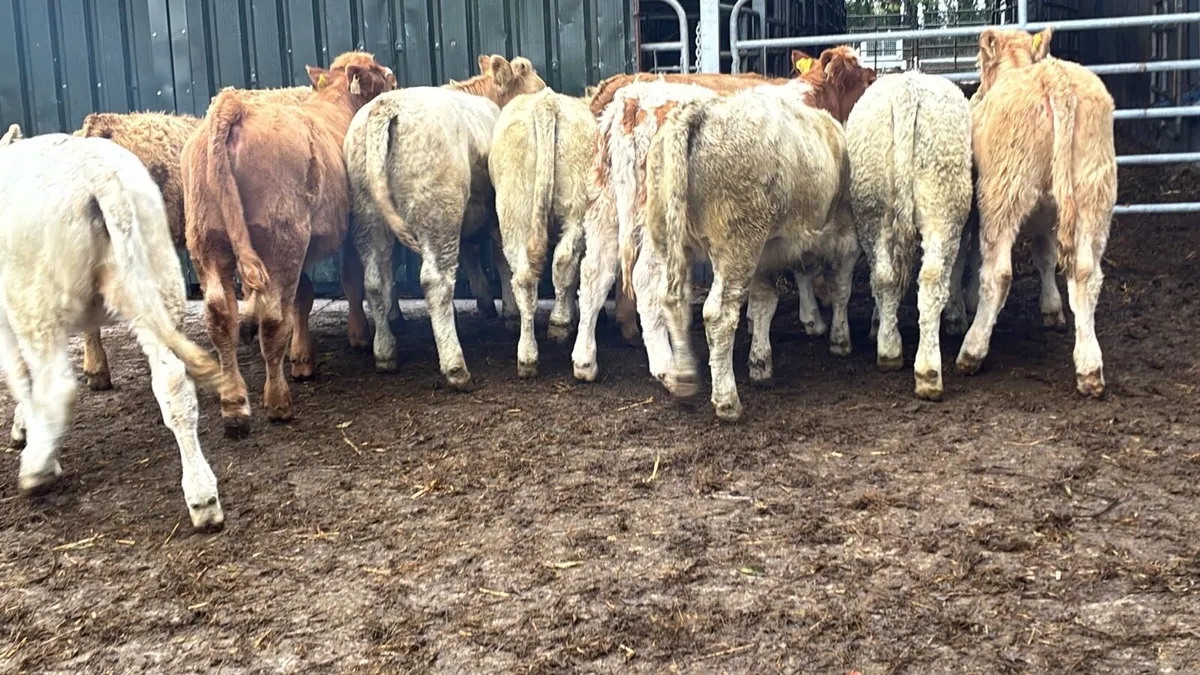 10 super 320 kg charlaois heifers - Image 1