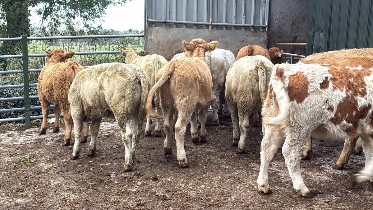 10 super 320 kg charlaois heifers - Image 2