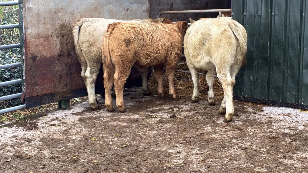 10 super 320 kg charlaois heifers - Image 3