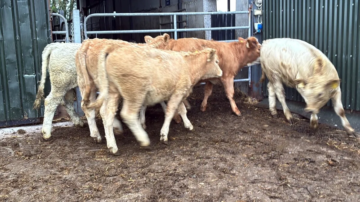 10 super 320 kg charlaois heifers - Image 4