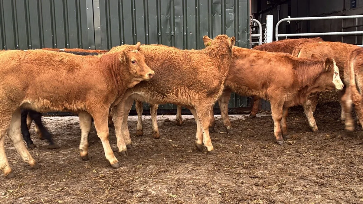 12 super 300 kg red limosin heifers - Image 1