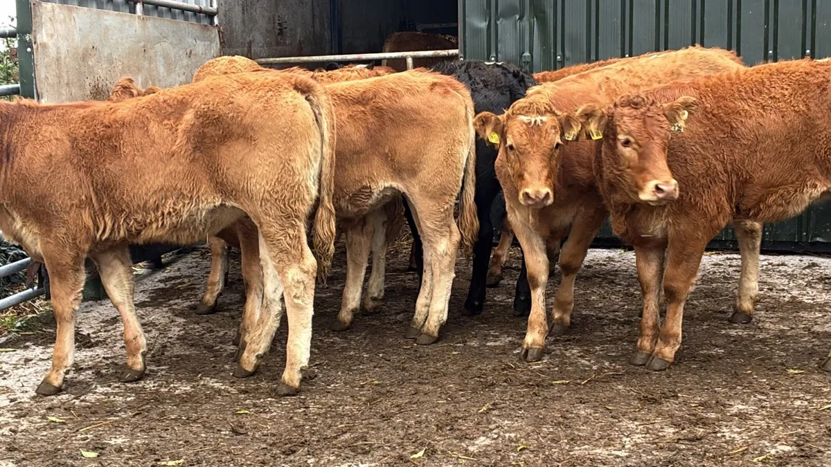 12 super 300 kg red limosin heifers - Image 2
