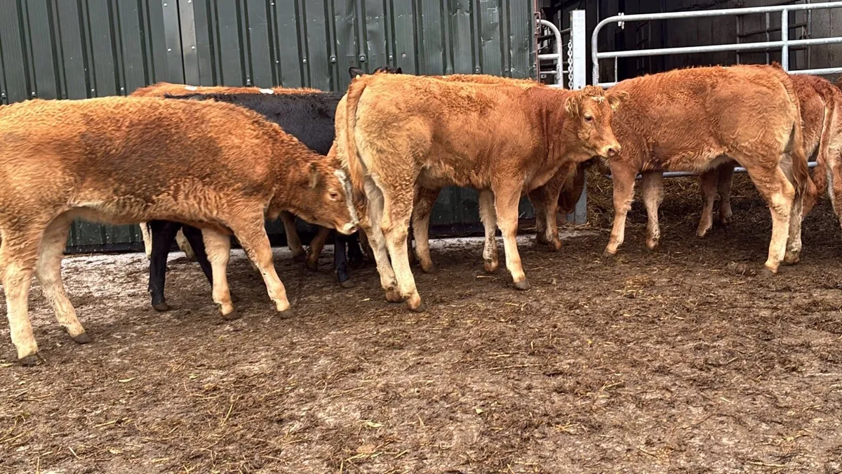 12 super 300 kg red limosin heifers - Image 3