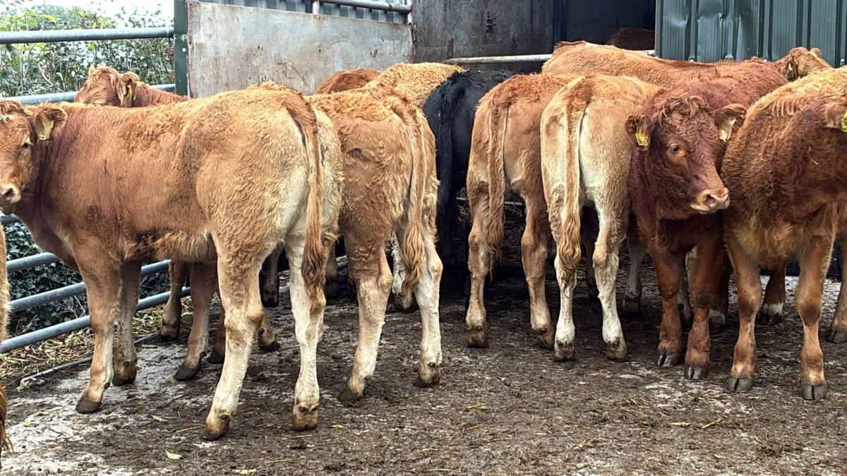 12 super 300 kg red limosin heifers - Image 4