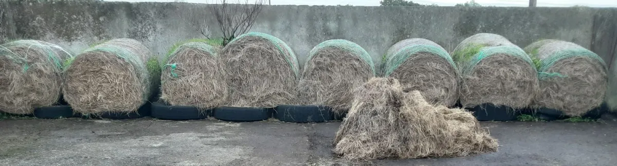 Hay