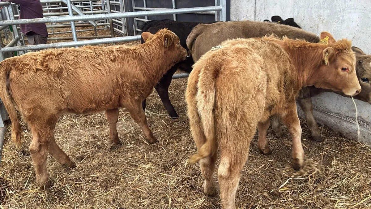 4 super suckler bred continental heifers - Image 1