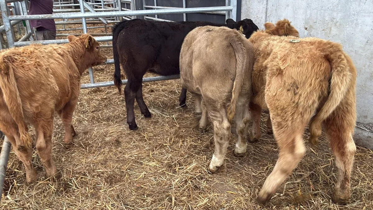 4 super suckler bred continental heifers - Image 2