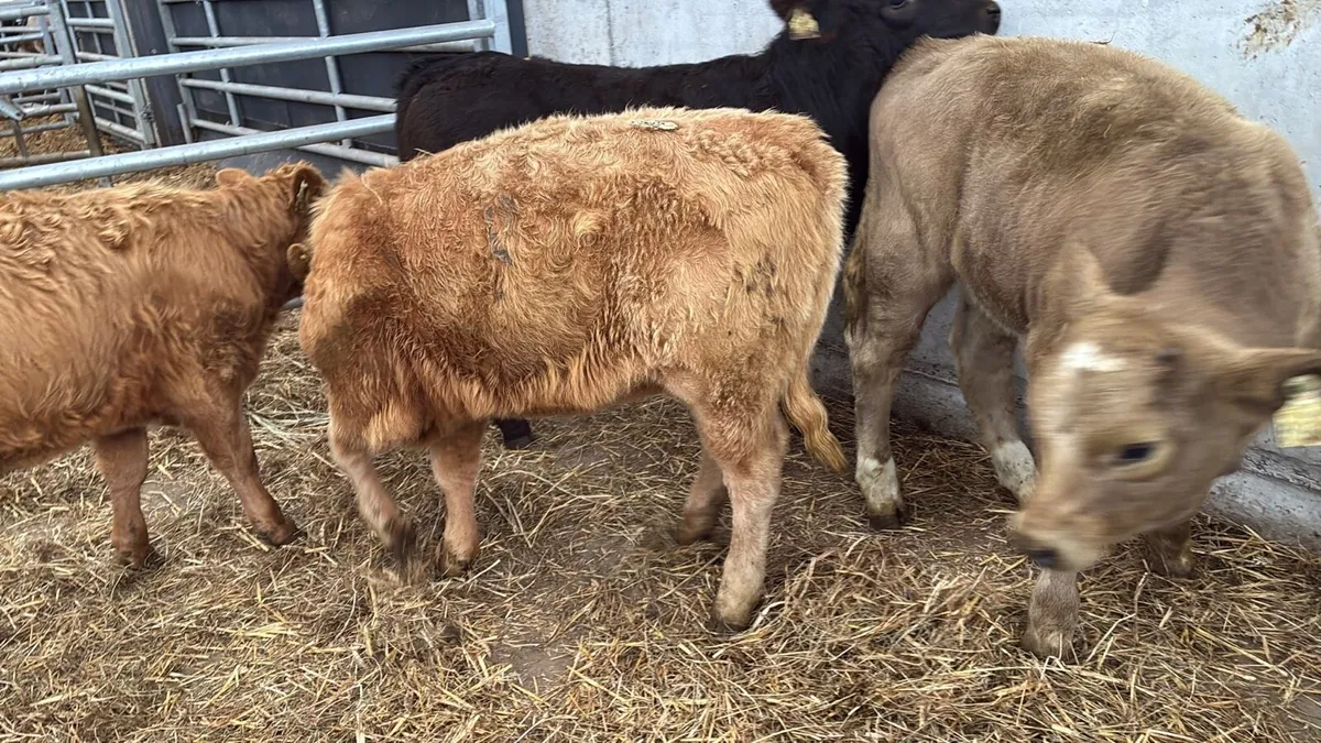 4 super suckler bred continental heifers - Image 3