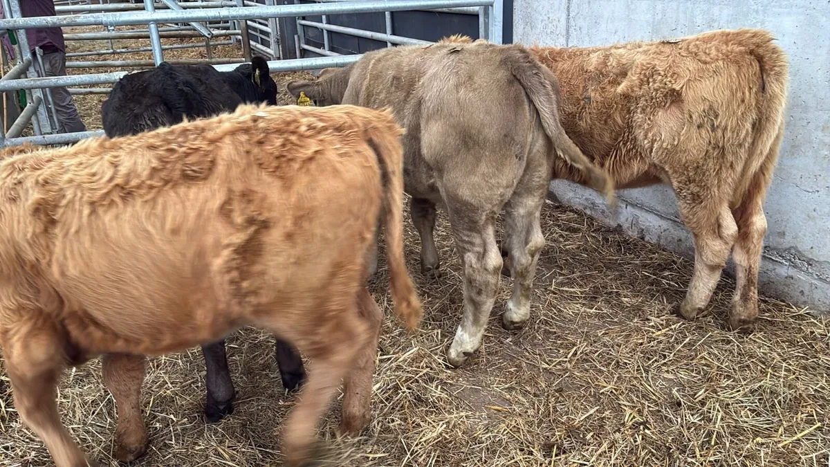 4 super suckler bred continental heifers - Image 4