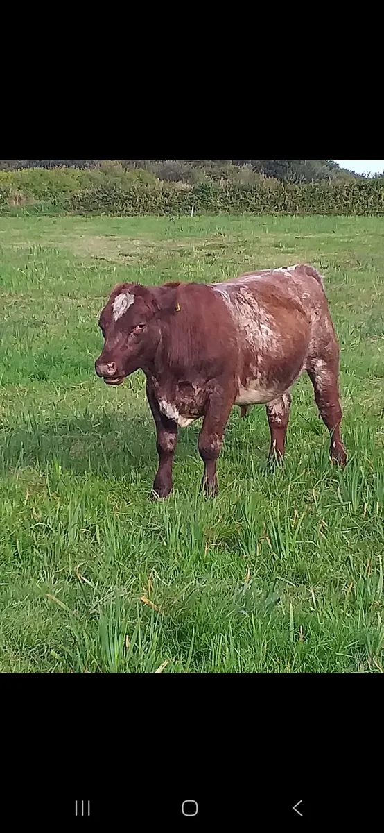 Bull - Image 4