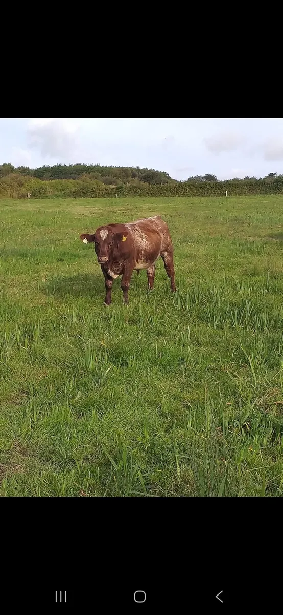 Bull - Image 1