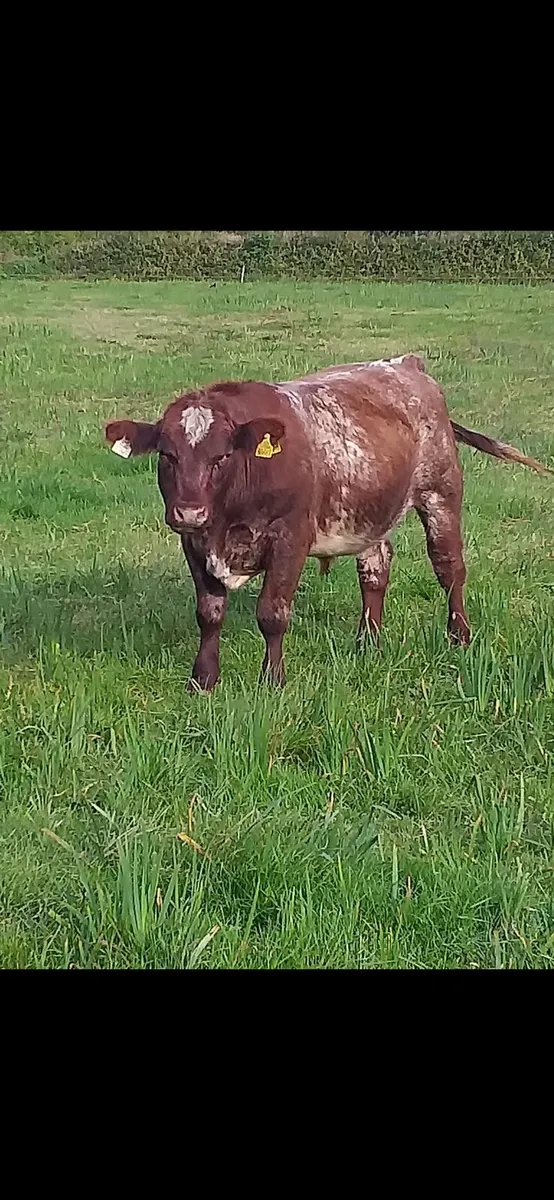 Bull - Image 2