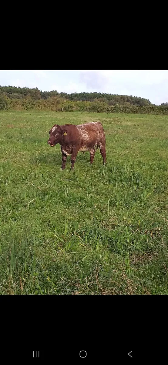 Bull - Image 3