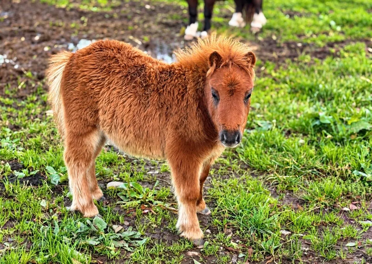 Proper little miniature colt for sale - Image 1