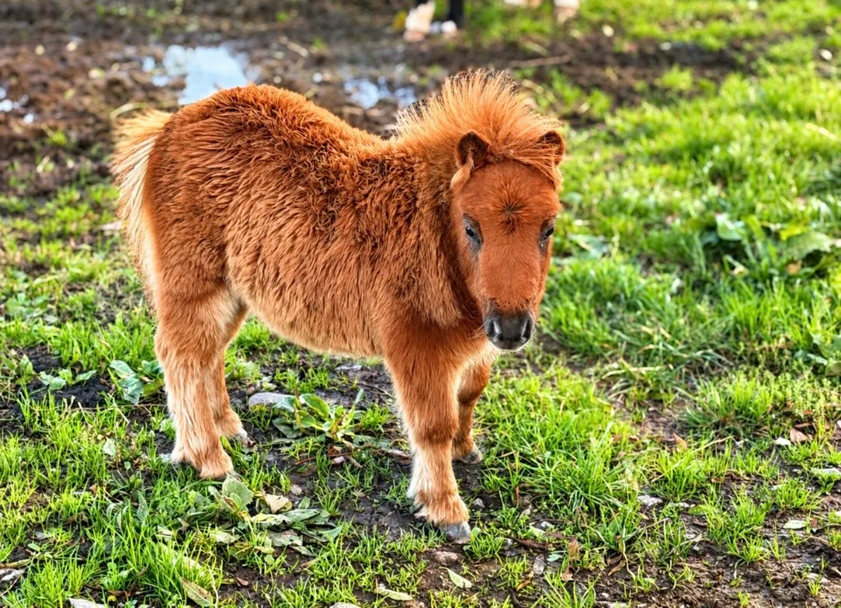 Proper little miniature colt for sale - Image 2