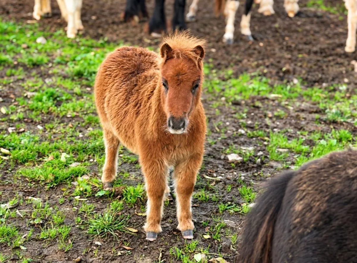 Proper little miniature colt for sale - Image 3